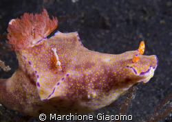 Friends
Nikon D200 , 60 micro , twin strobo
Lembeh stra... by Marchione Giacomo 